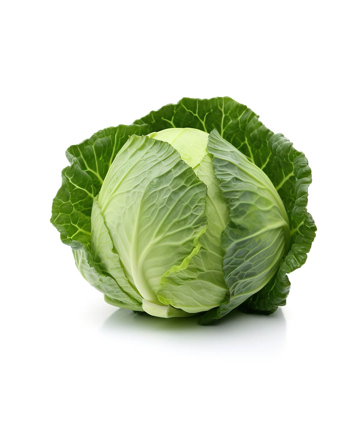 Fresh Green Cabbage