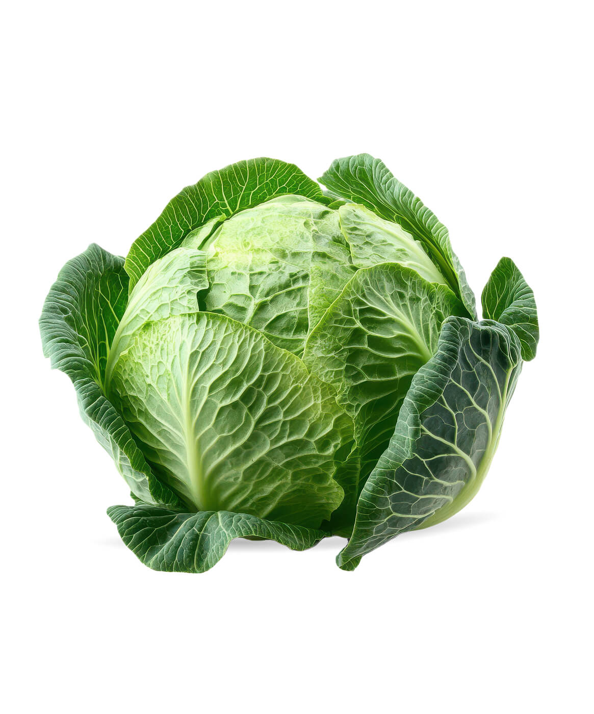 Fresh Green Cabbage