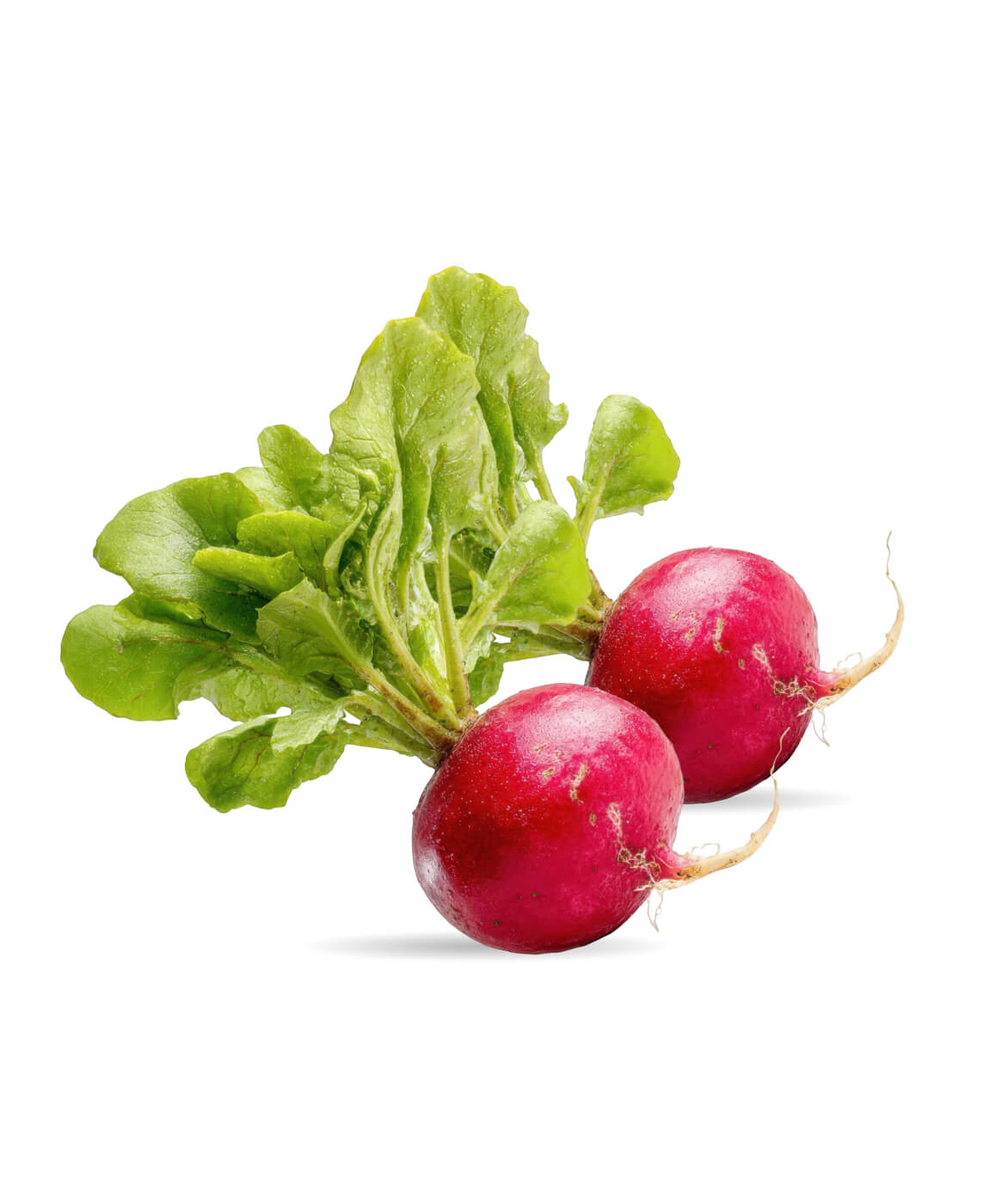 Fresh Radish