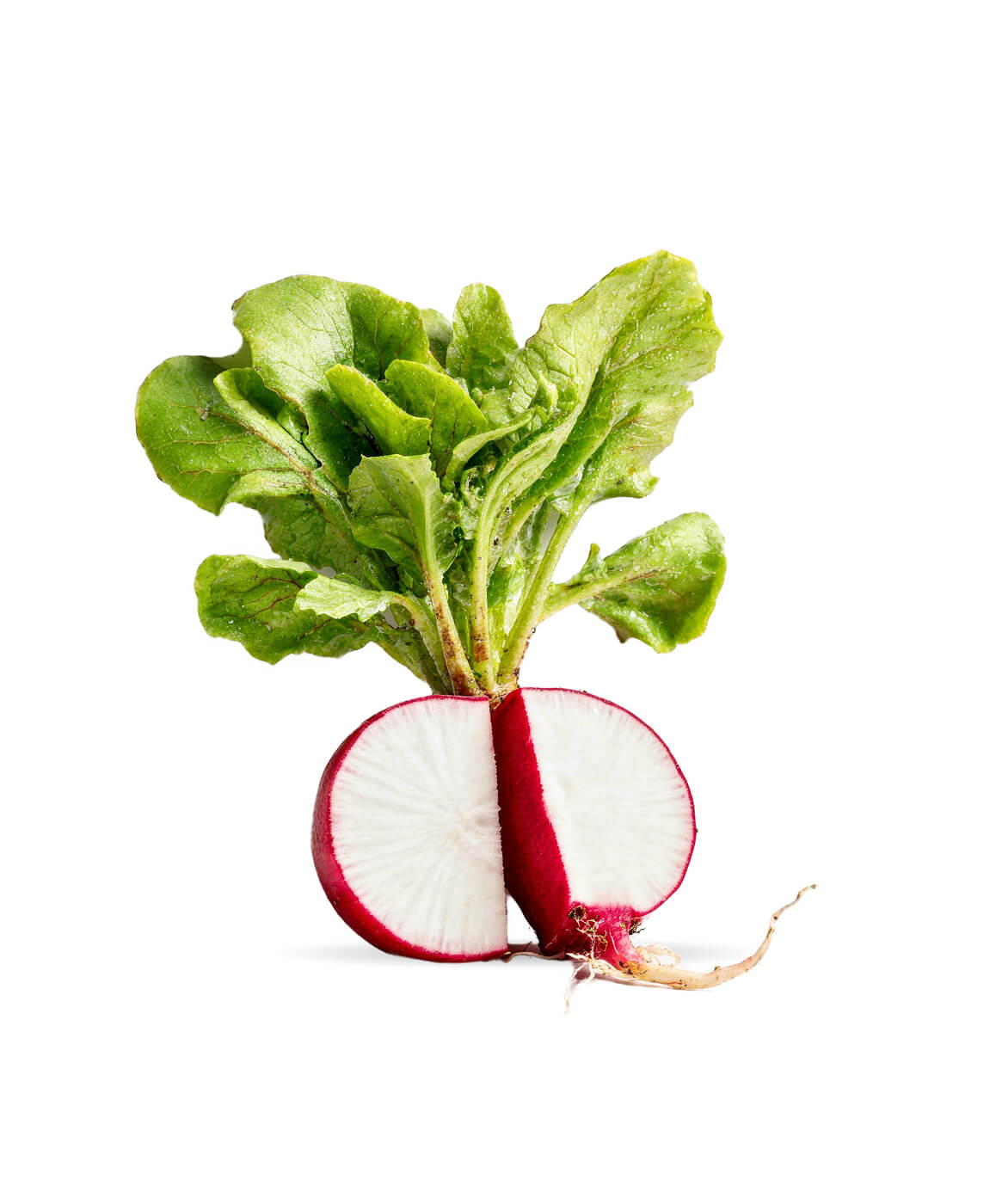 Fresh Radish