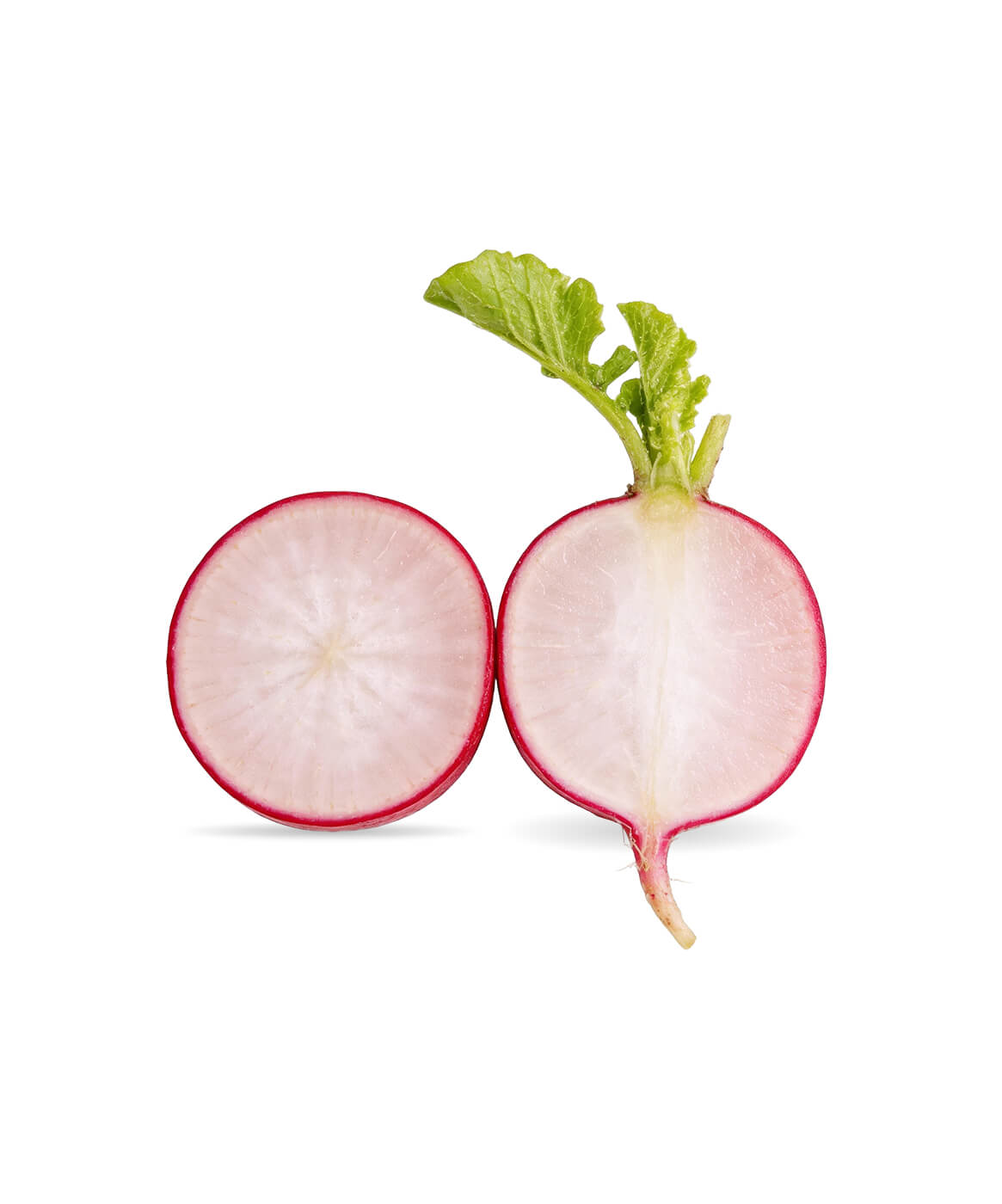 Fresh Radish